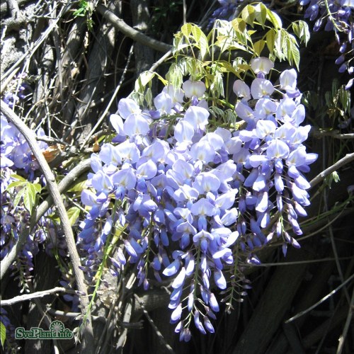 Wisteria sinensis