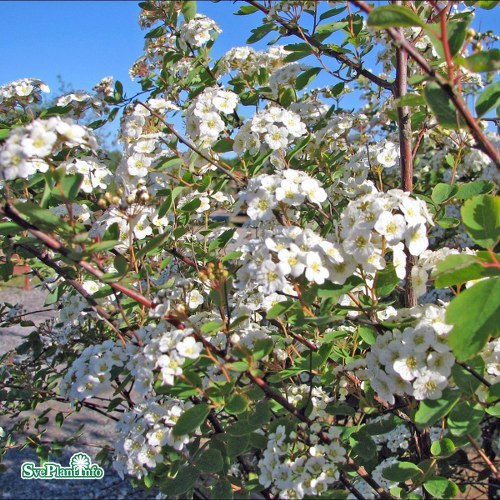 Spiraea  vanhouttei