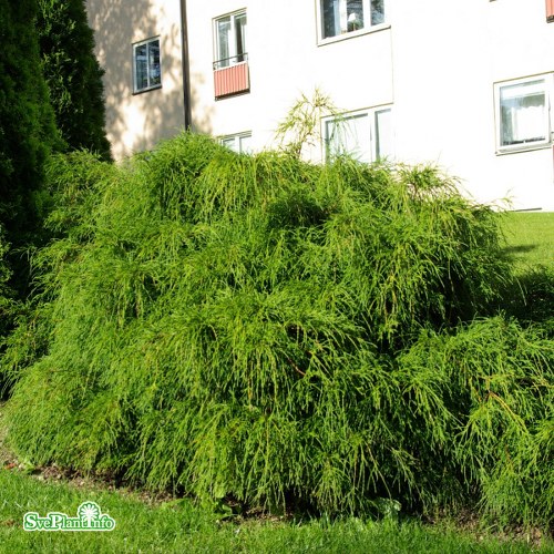 Chamaecyparis pisifera Filifera Nana