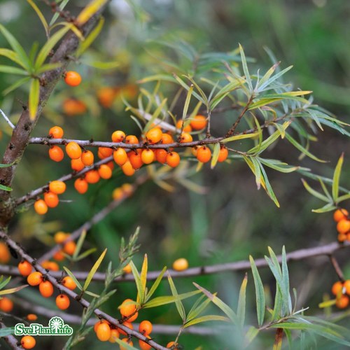 Hippophae rhamnoides