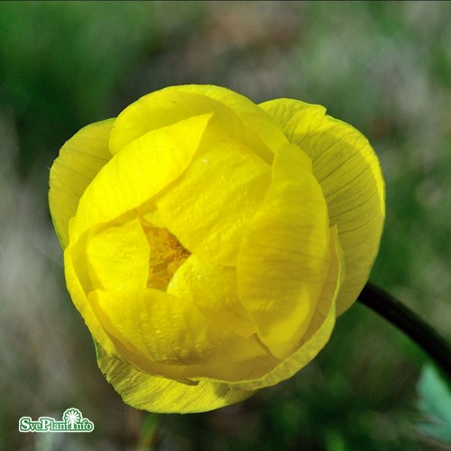 Trollius europaeus