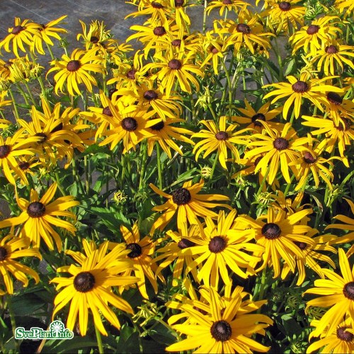 Rudbeckia fulgida Goldsturm