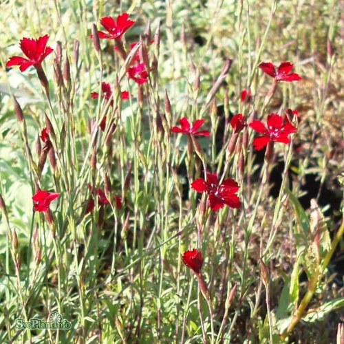 Dianthus deltoides Leuchtfunk