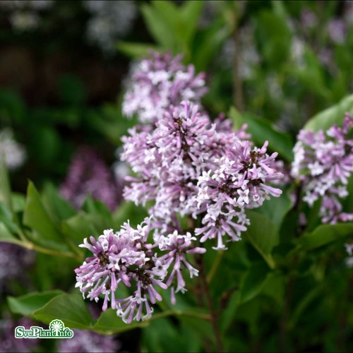 Syringa pubescens ssp. patula Miss Kim