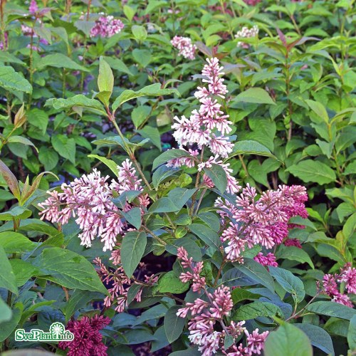 Syringa komarowii ssp. reflexa