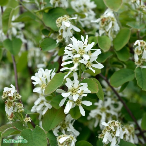 Amelanchier alnifolia Martin