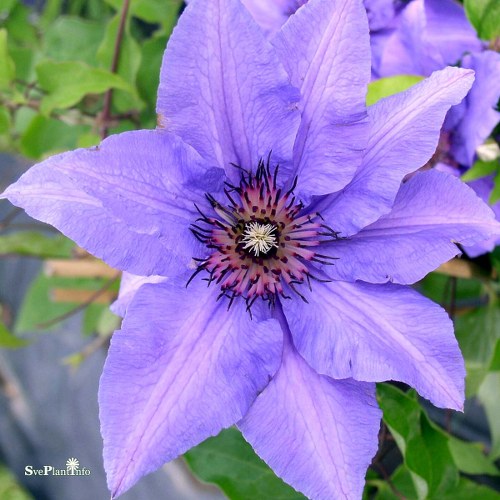 Clematis (TS) Knigskind