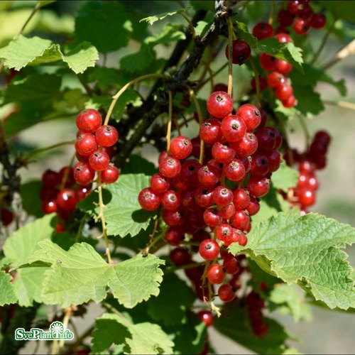 Ribes (R�da Vinb�r) Jonkheer van Teets