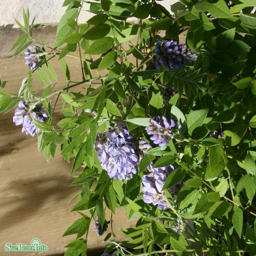 Wisteria frutescens Amethyst Falls