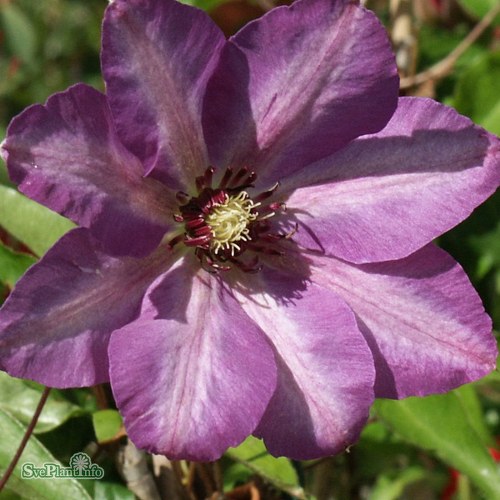 Clematis (Tidiga Storblommiga Gruppen) Patensella