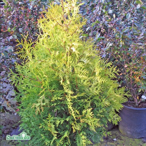 Thuja occidentalis Yellow Ribbon