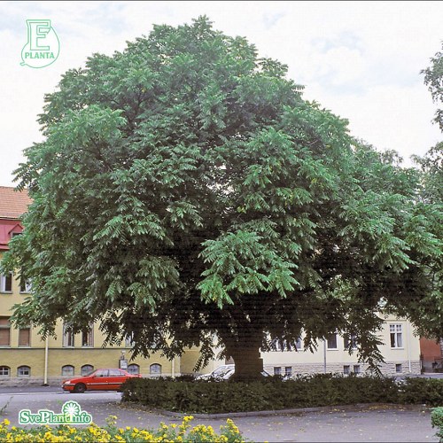 Juglans cinerea FK REBRO E