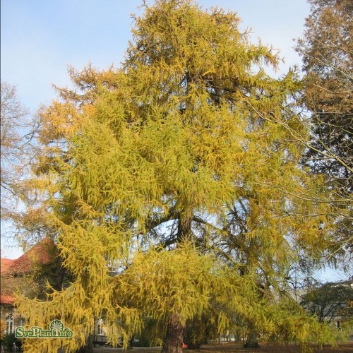 Larix decidua