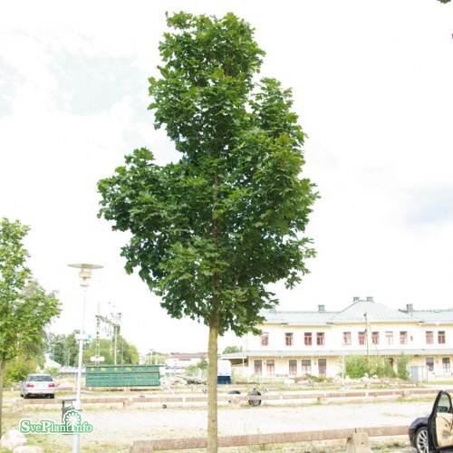 Acer platanoides Columnare