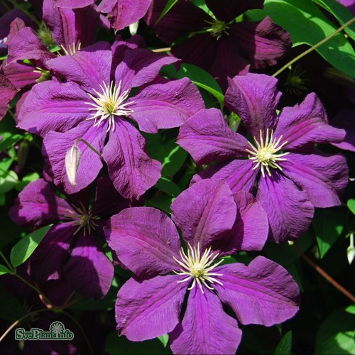 Clematis (Viticella) Etoile Violette