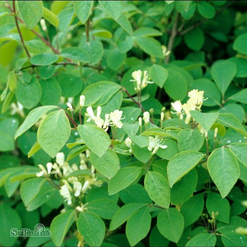 Lonicera  xylosteoides Claveys Dwarf