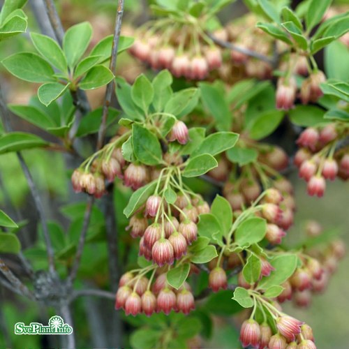 Enkianthus campanulatus