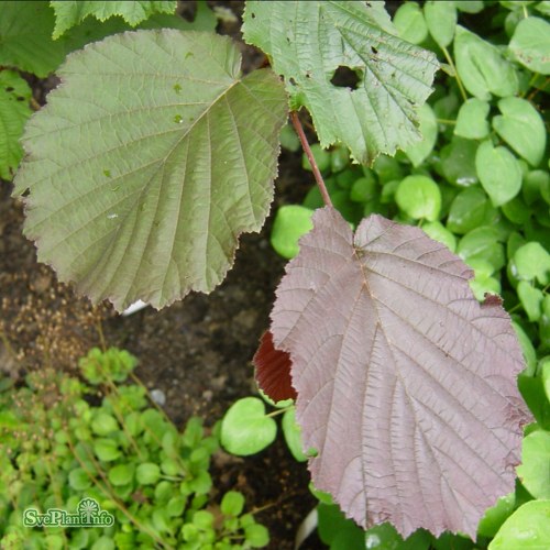 Corylus maxima Purpurea