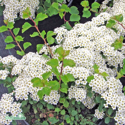 Spiraea trilobata