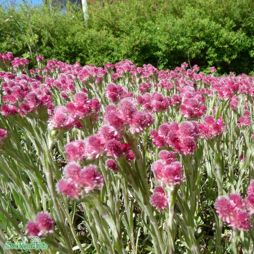 Antennaria dioica Rubra