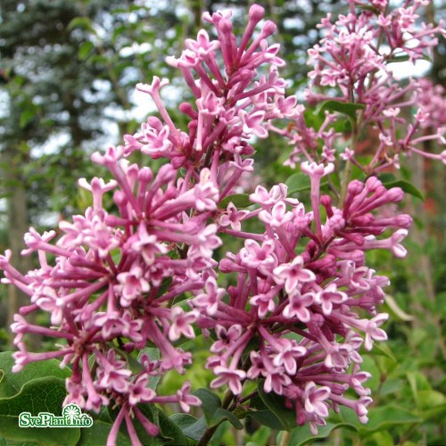 Syringa Jose