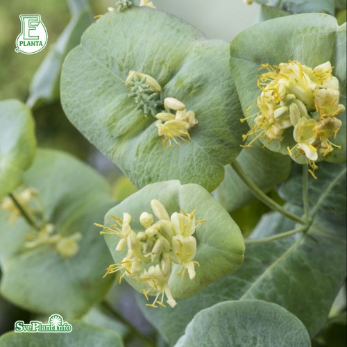 Lonicera reticulata Silver E