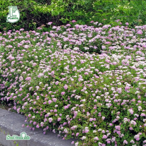 Spiraea japonica Little Princess E