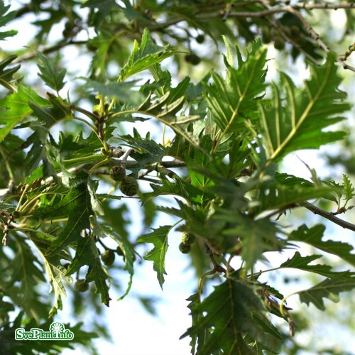 Alnus incana Laciniata