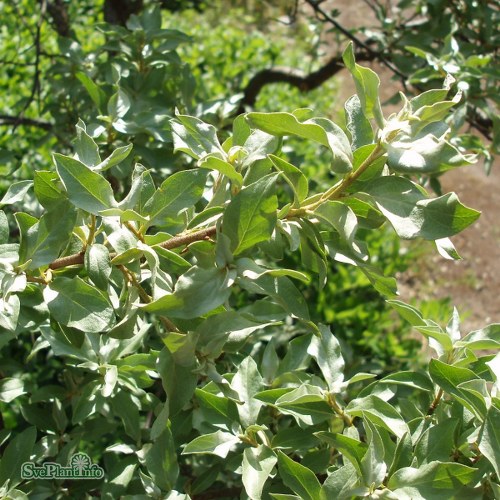 Elaeagnus commutata