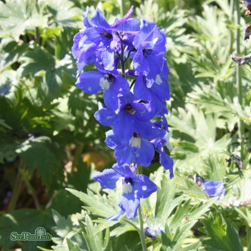 Delphinium (Elatum) Summer Skies