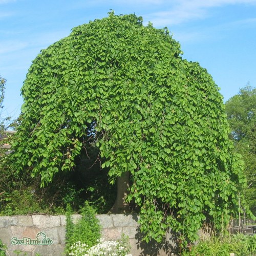 Ulmus glabra Camperdownii