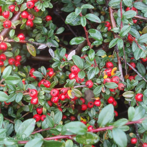 Cotoneaster � suecicus Coral Beauty