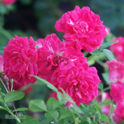 SUPER EXCELSA