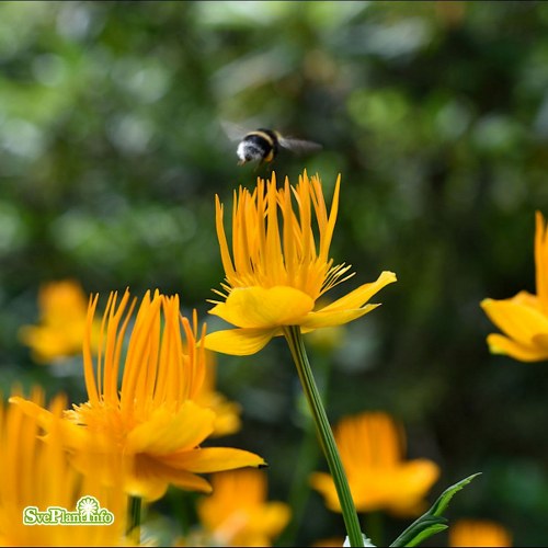 Trollius chinensis Golden Queen