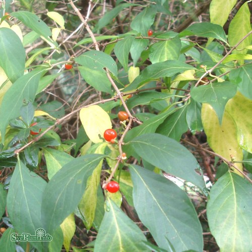 Lonicera maackii