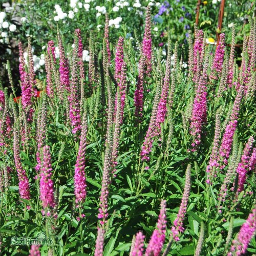 Veronica spicata Rotfuchs