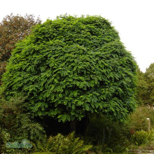 Robinia pseudoacacia Umbraculifera