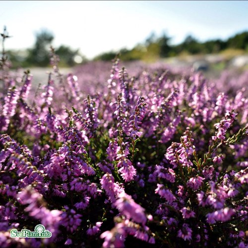 Calluna vulgaris