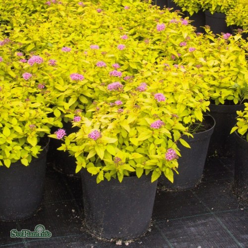 Spiraea japonica GOLDEN PRINCESS