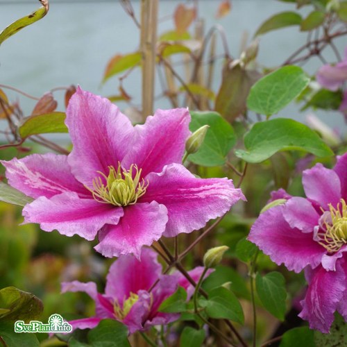 Clematis (TS) Doctor Ruppel