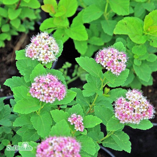 Spiraea splendens