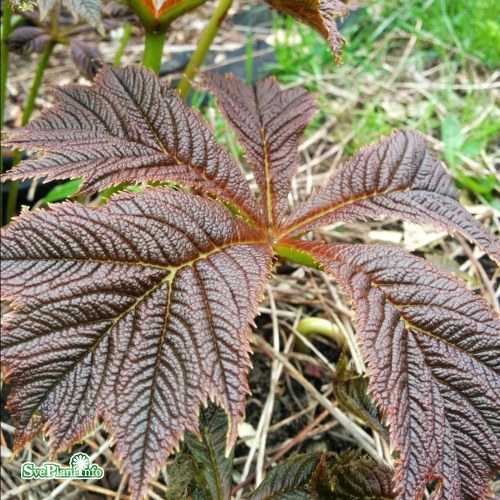 Rodgersia pinnata Chocolate Wing