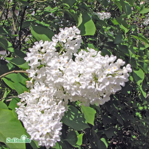 Syringa vulgaris f. alba