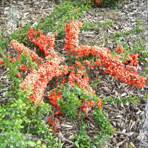 Chaenomeles japonica FK MOTALA E