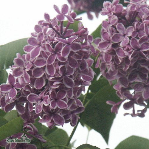 Syringa vulgaris Sensation