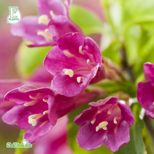 Weigela florida Korea E