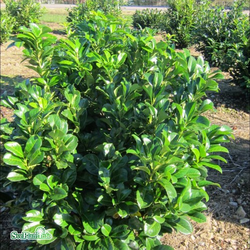 Prunus laurocerasus ETNA