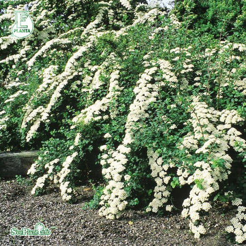 Spiraea nipponica E