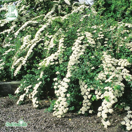 Spiraea nipponica E