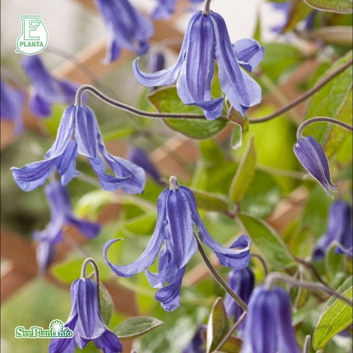 Clematis (Integrifolia-Gruppen) HEDDA E (BCL 20082PBR)